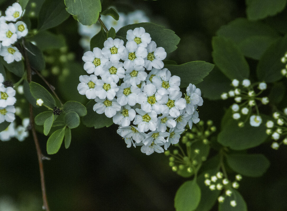 Спирея  Вангутта - Валентин Семчишин