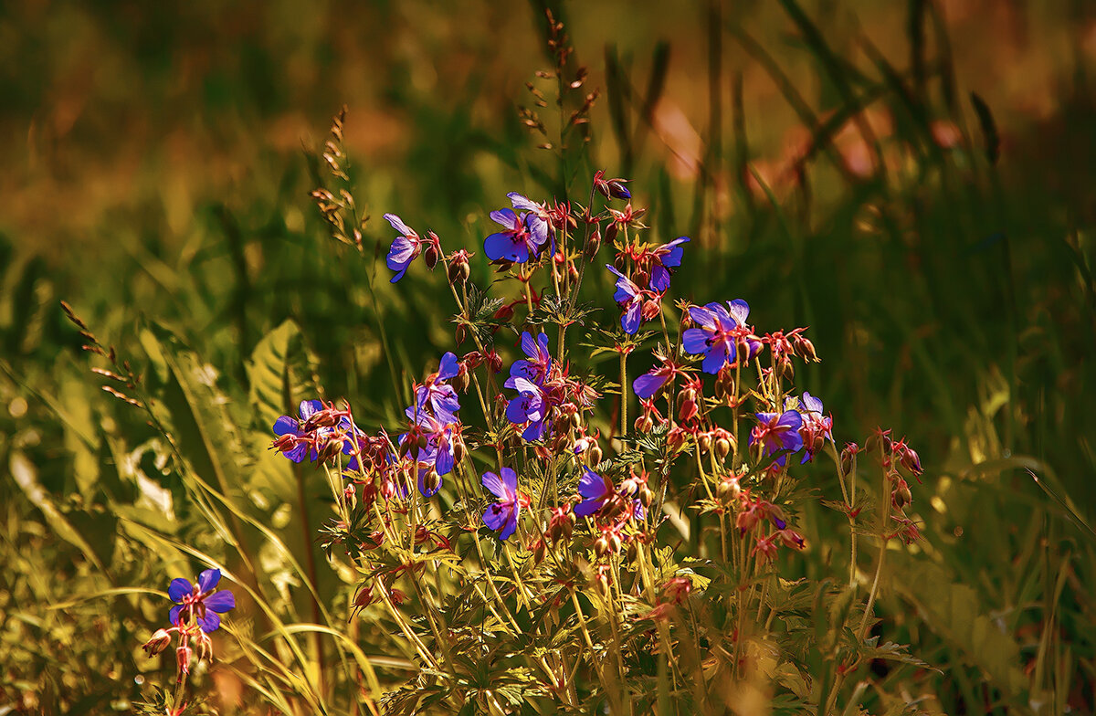 Цветение. - Николай Феофанов