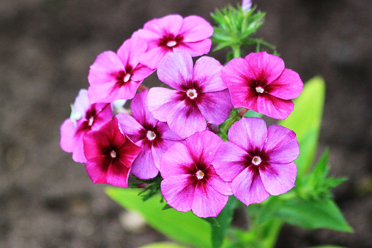 Цветы на даче - Александр Щеклеин