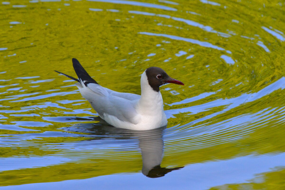 Озёрная чайка - Константин Анисимов