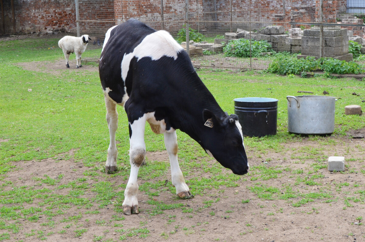 Московская область. Николо-Угрешский монастырь. - Наташа *****