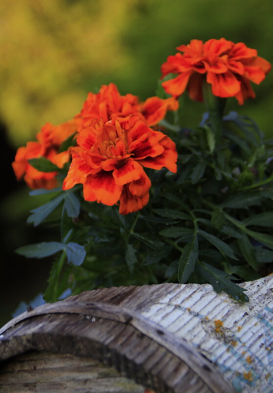 Любят  тепло и похожи  на  « искры».. - Татьян@ Ивановна