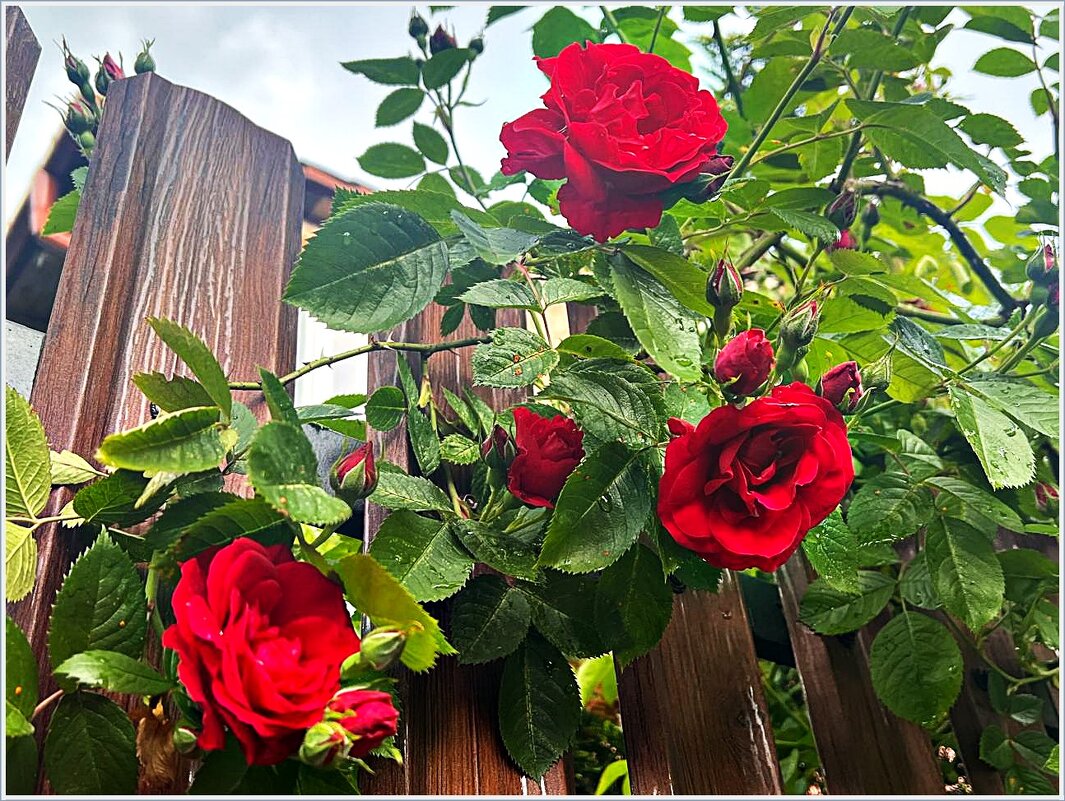 В палисаднике. - Валерия Комова