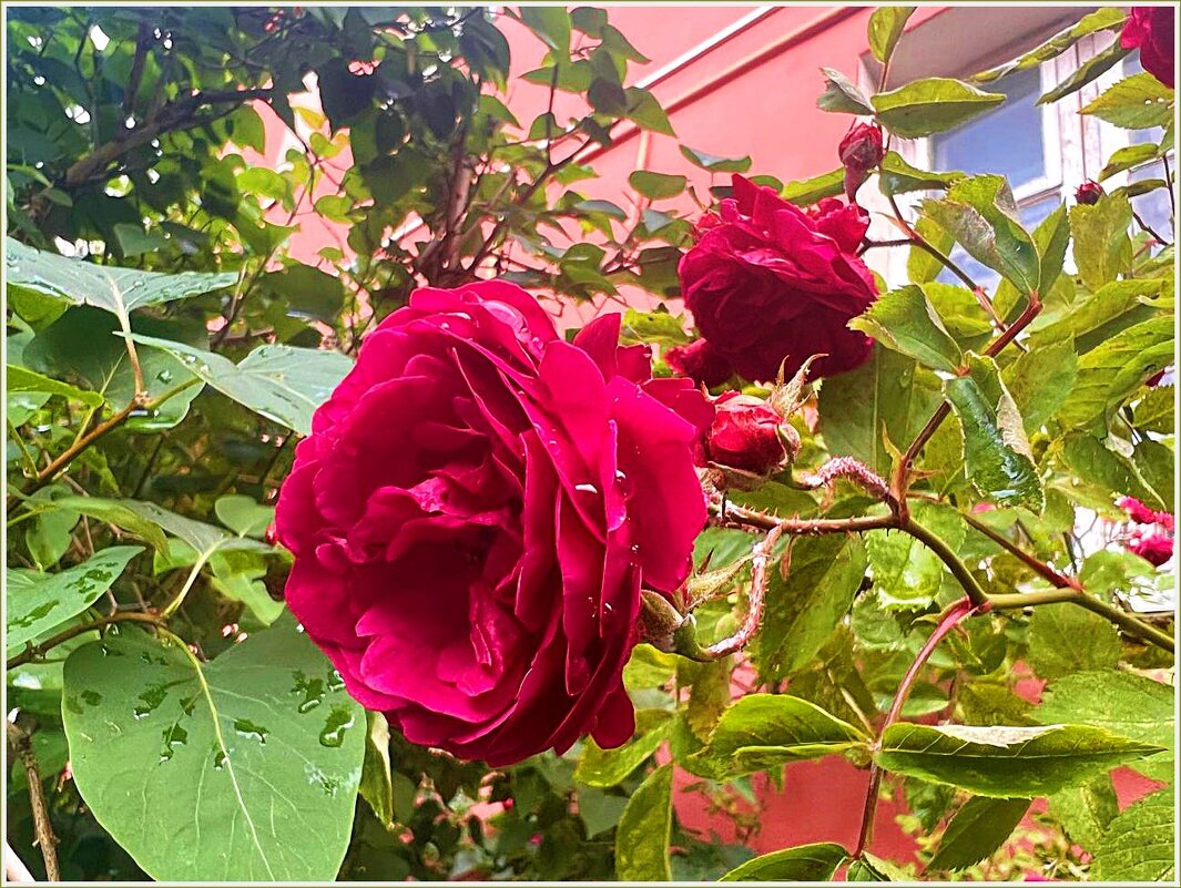 Красотка. - Валерия Комова