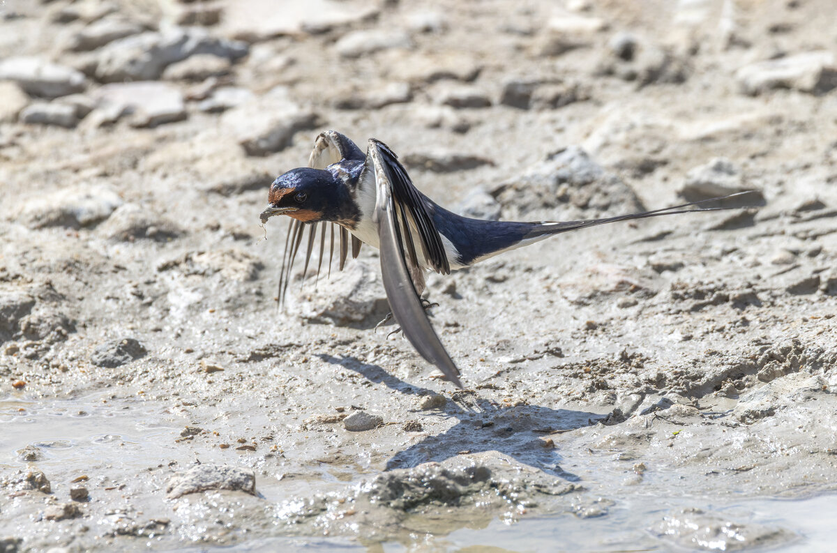 ласточкка - юрий макаров