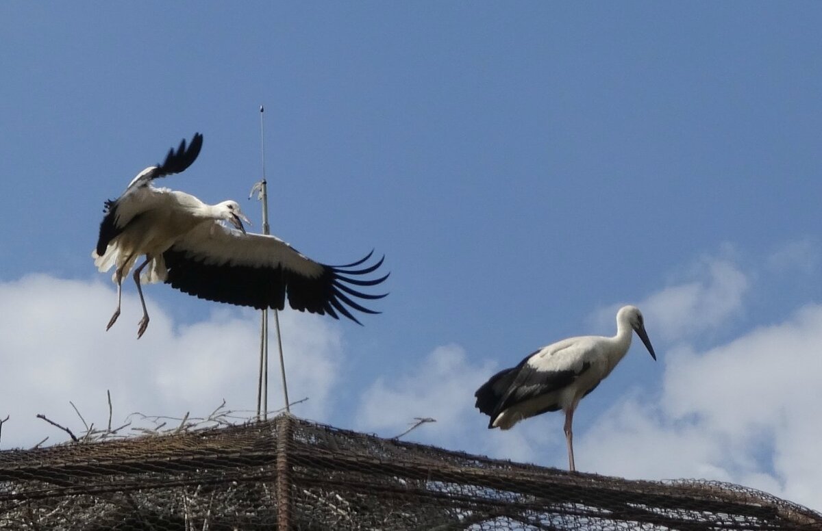 Проба крыла - PRP 