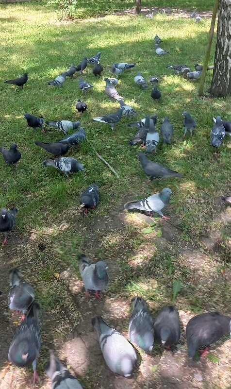 Причий завтрак - Svetlana 