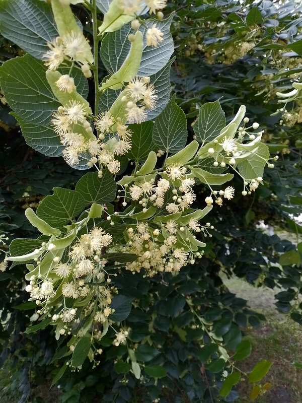 *** - Валентина Береснева