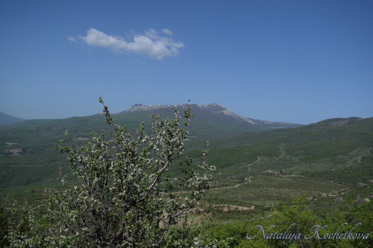 Природа Крыма - Amazing Cosmea