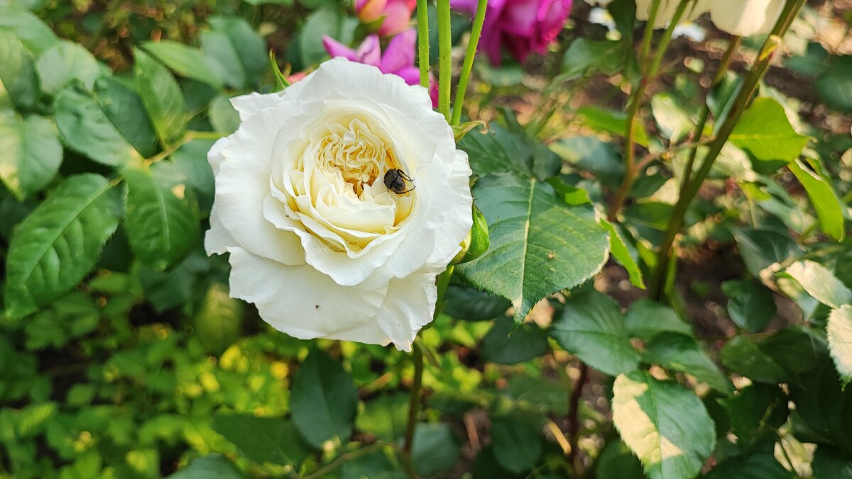 ,,, - Сергей Тимоновский