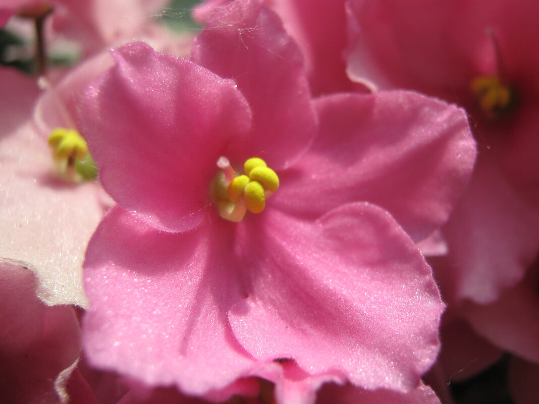 Фиалка - Елена Семигина