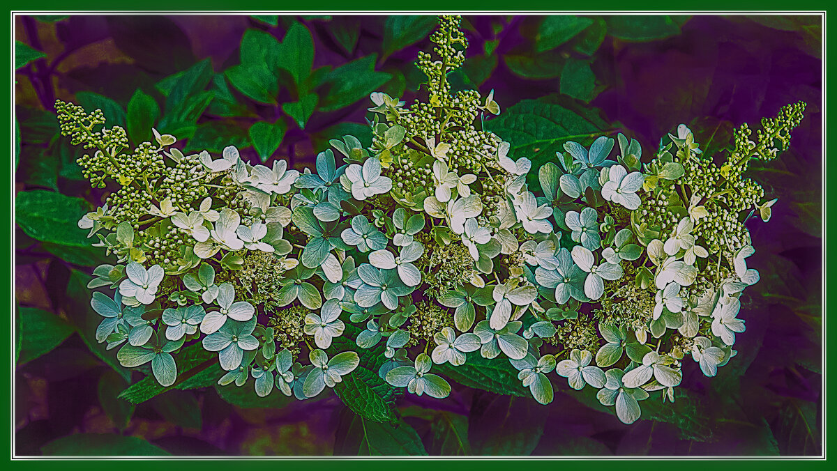 Цветение - Владимир Кроливец Цветение - Владимир Кроливец