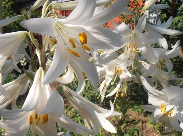 Лилейное буйство - Наталья Лилейное буйство - Наталья