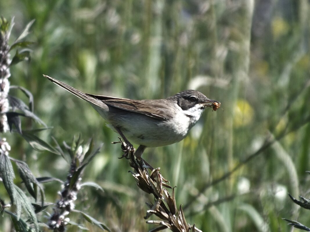 Серая славка - Зоя Мишина