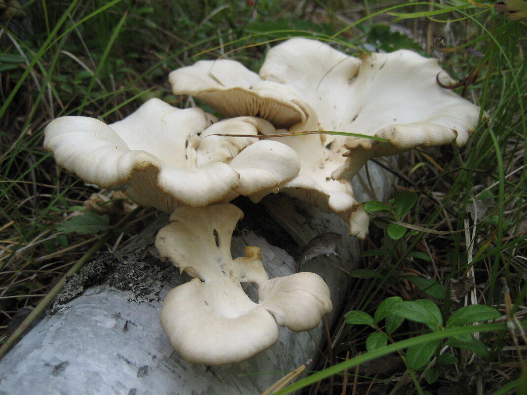 Вешенка - Anna Ivanova