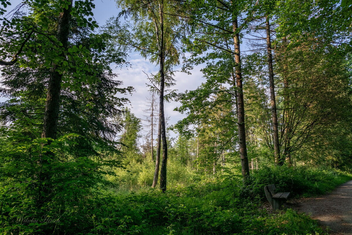 По лесопарку... - Николай Гирш По лесопарку... - Николай Гирш