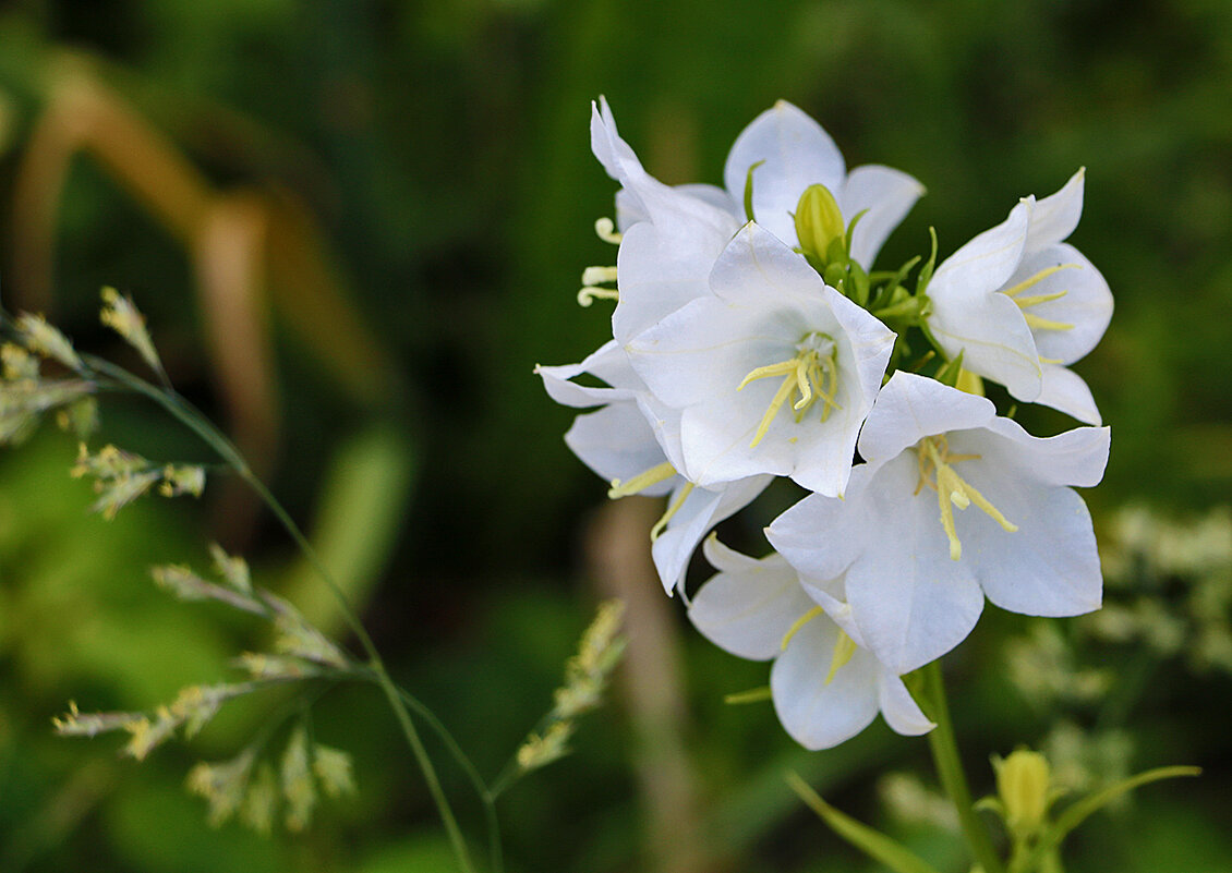 Кампанулка белоснежная - Светлана 