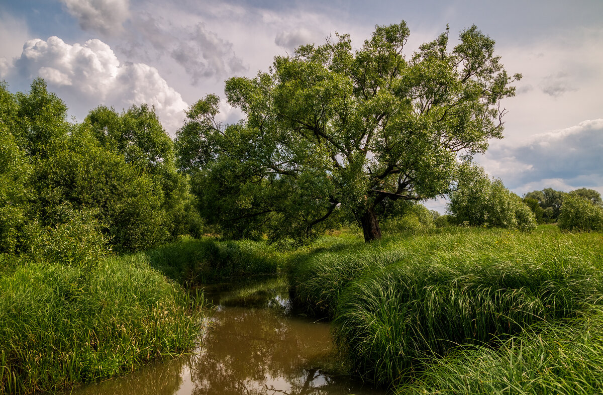 Родные берега 9 - Андрей Дворников