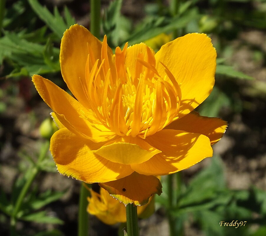 Эшшольция - Freddy 97