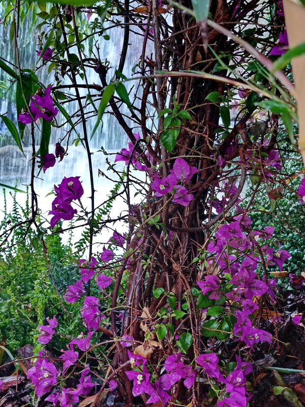 Тропики в Москве - Александр Чеботарь Тропики в Москве - Александр Чеботарь