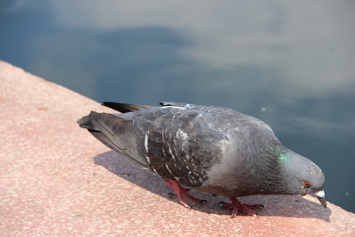 Лето. - Венера Чуйкова