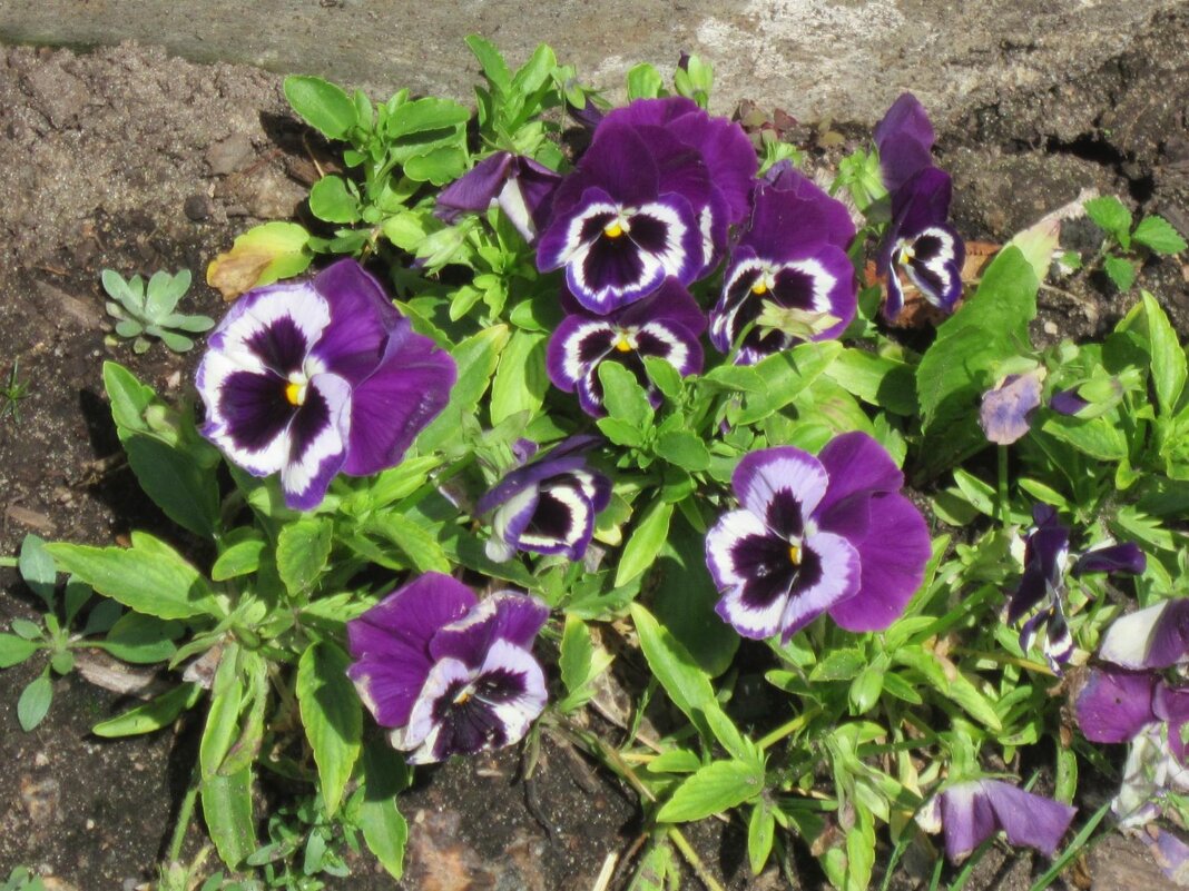 Анютины глазки - Дмитрий Никитин