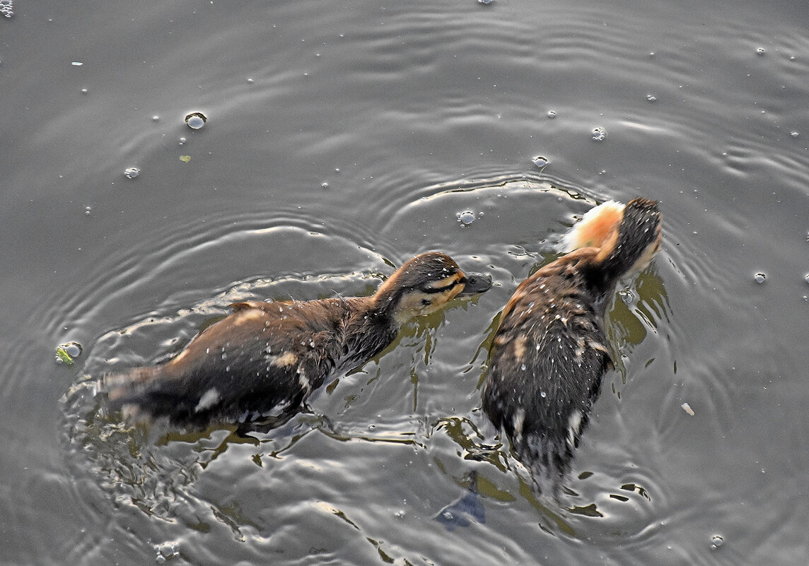 Не жадничай! - Валентина  Нефёдова 