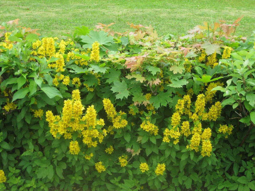 Жёлто-зелёное лето - Дмитрий Никитин