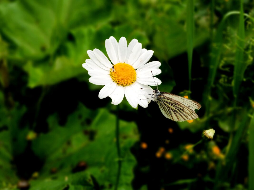 Бабочка, мушка и ромашка. - Лия ☼