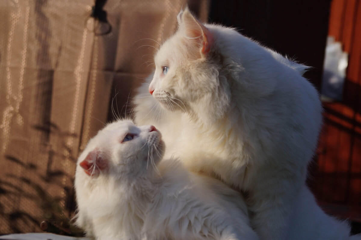 Игра - Сергей Ц