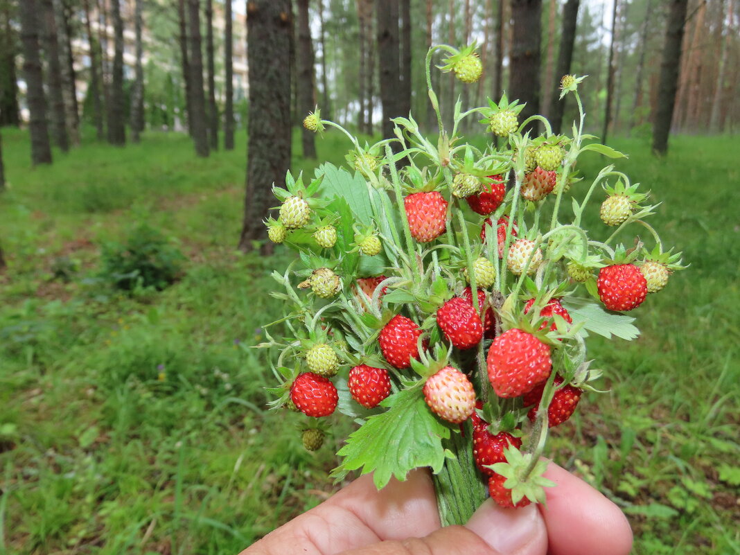 Земляничное лето! - Ольга Митрофанова