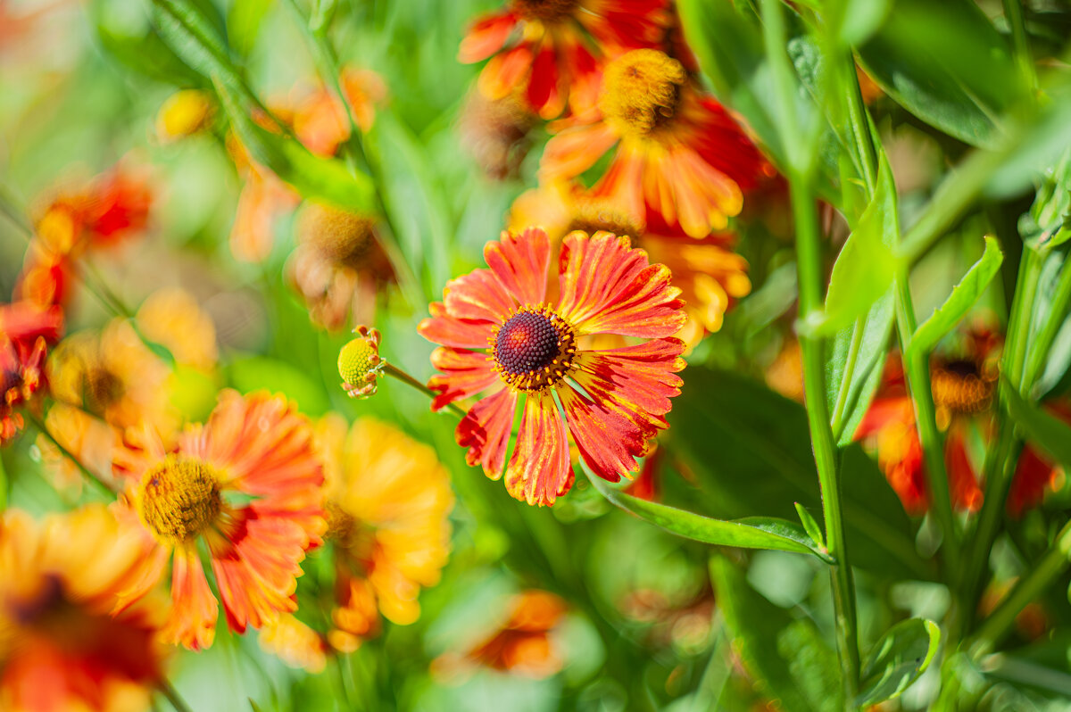 Дачная красота - Александр Филатов Дачная красота - Александр Филатов