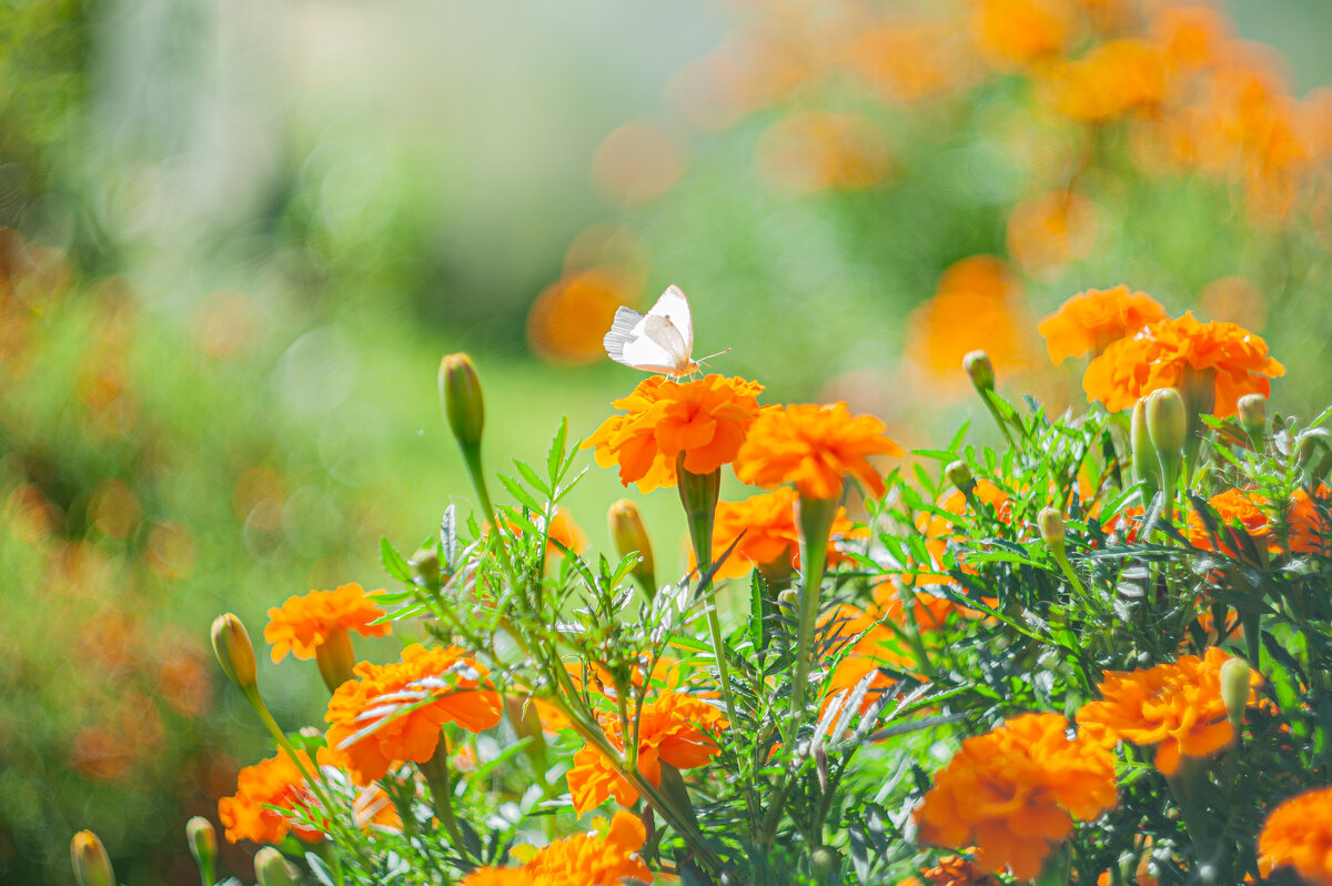 Сказки леса - Александр Филатов