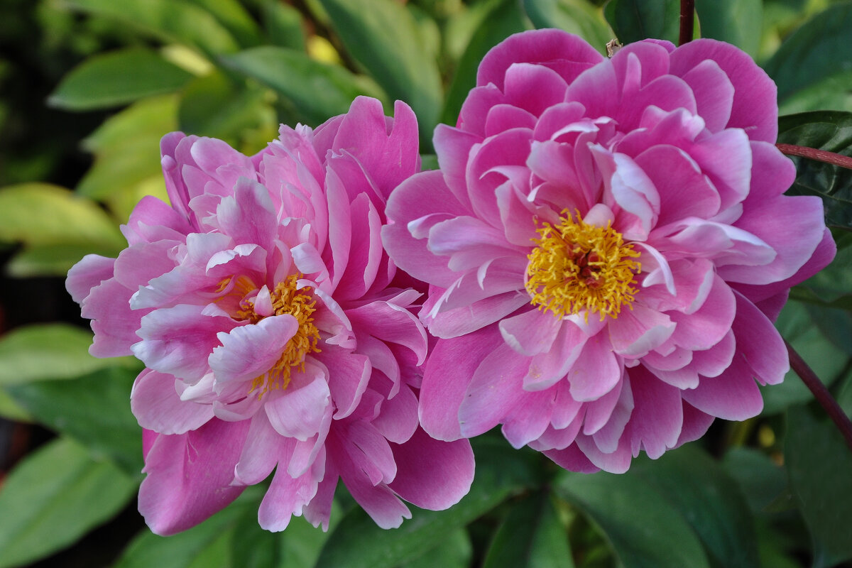 Пионы - Татьяна Машошина Пионы - Татьяна Машошина