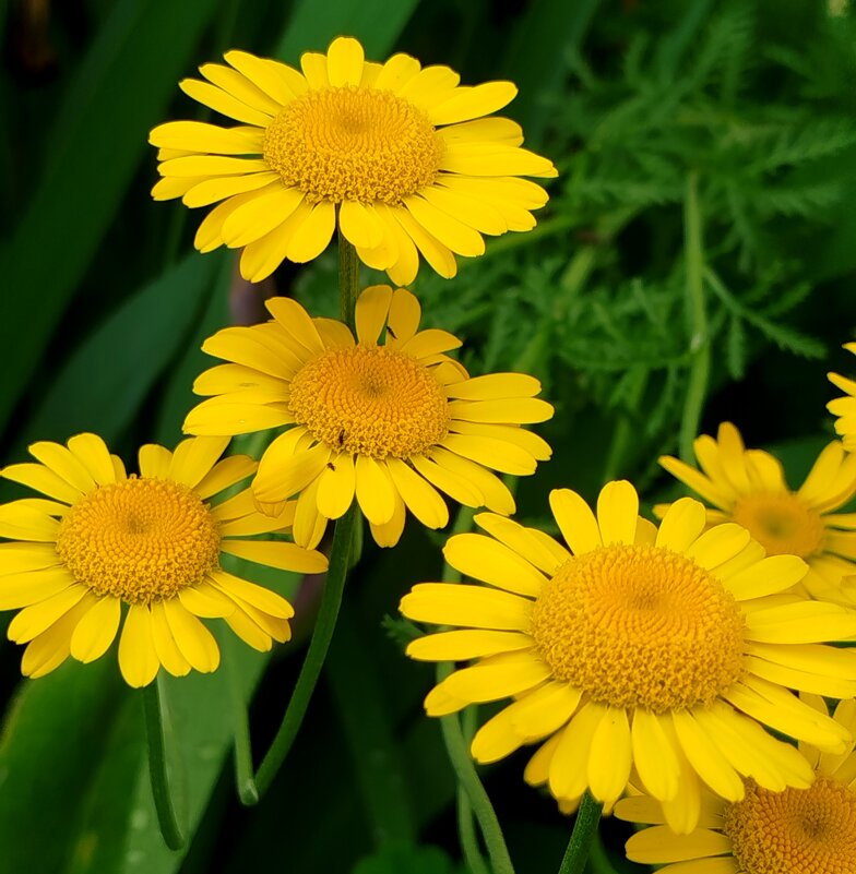 Жёлтая ромашка - светлана льдокова Жёлтая ромашка - светлана льдокова