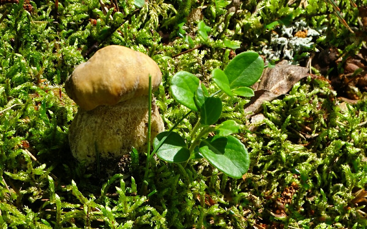 Первый белый гриб в этом сезоне. - Милешкин Владимир Алексеевич 