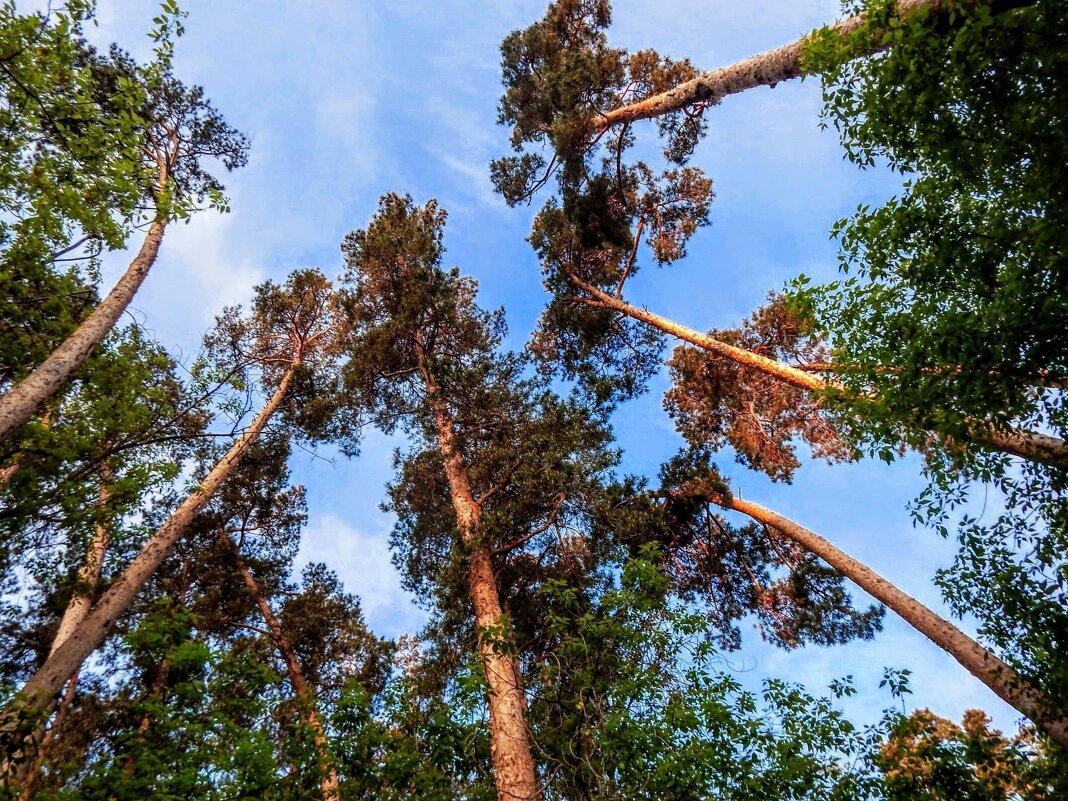 Где сОсны рвутся в Небо! - Елена Хайдукова  ( Elena Fly )