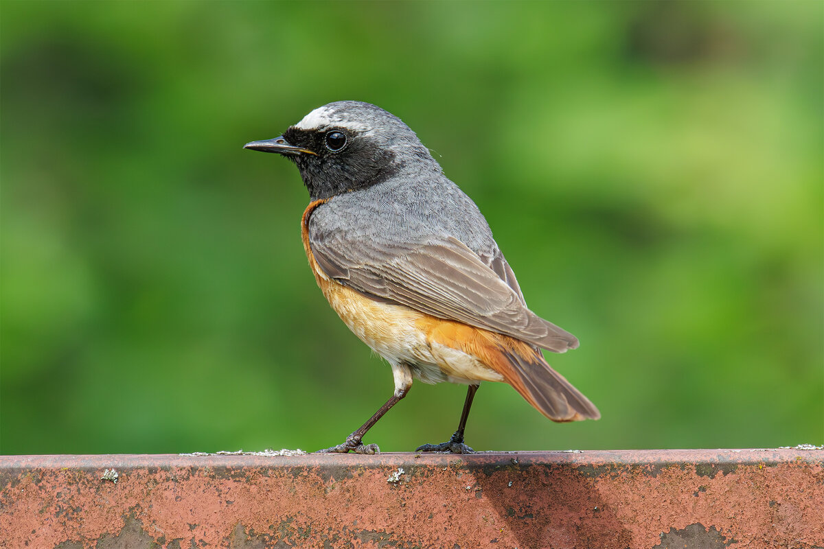 Горихвостка обыкновенная - Sergey38 