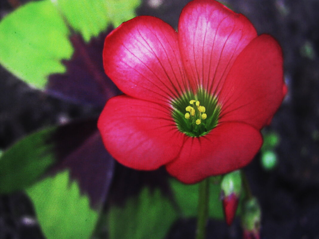 Кислица зацвела - Людмила Смородинская Кислица зацвела - Людмила Смородинская