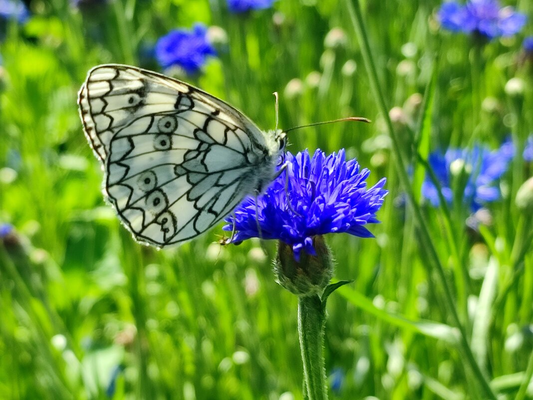 Новый день - Валентина Богатко 