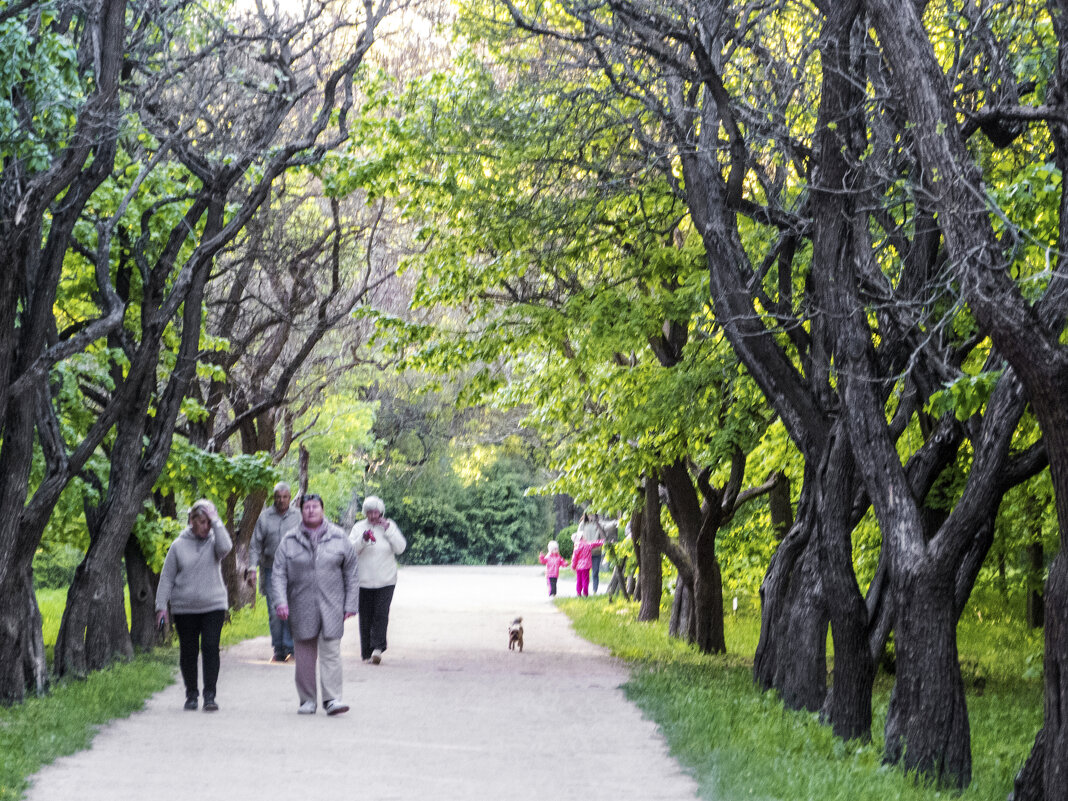 Кленовая аллея в ботаническом саду - Валентин Семчишин