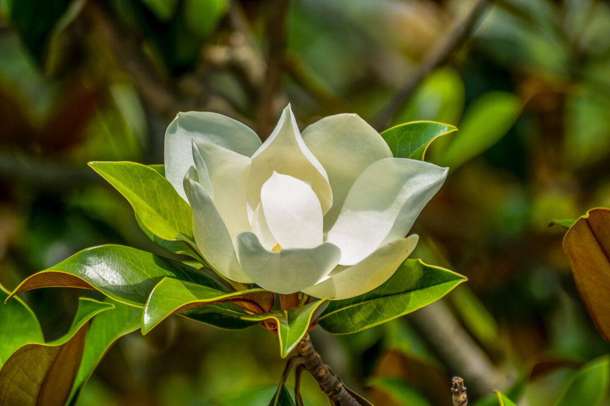 Магнолия - Игорь Сикорский