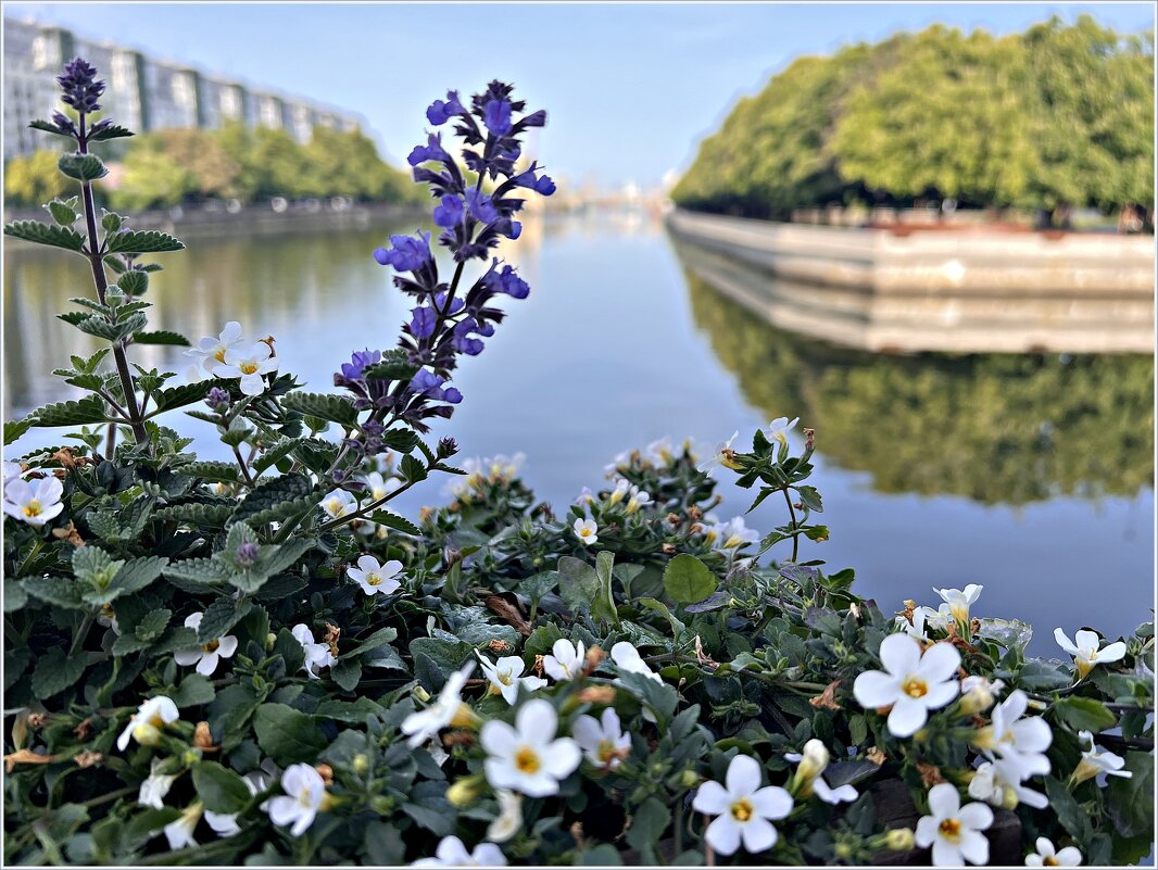Синий цветок. - Валерия Комова
