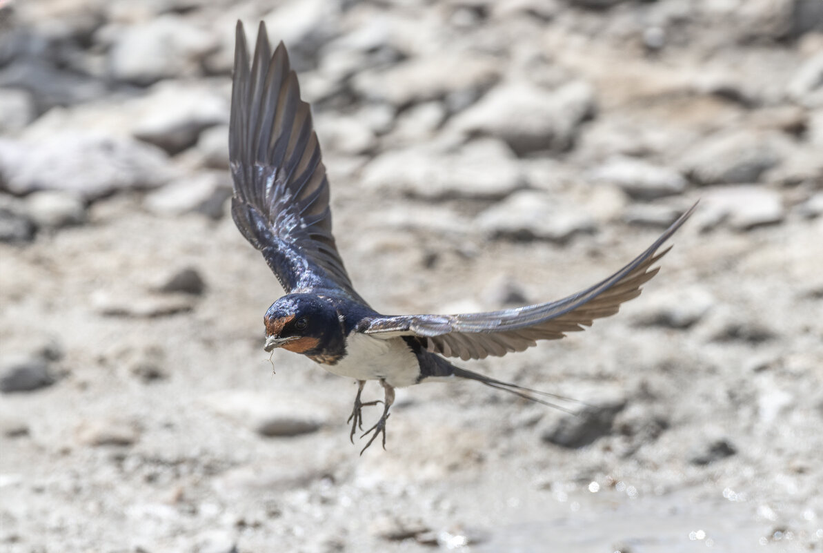 ласточка деревенская - юрий макаров ласточка деревенская - юрий макаров