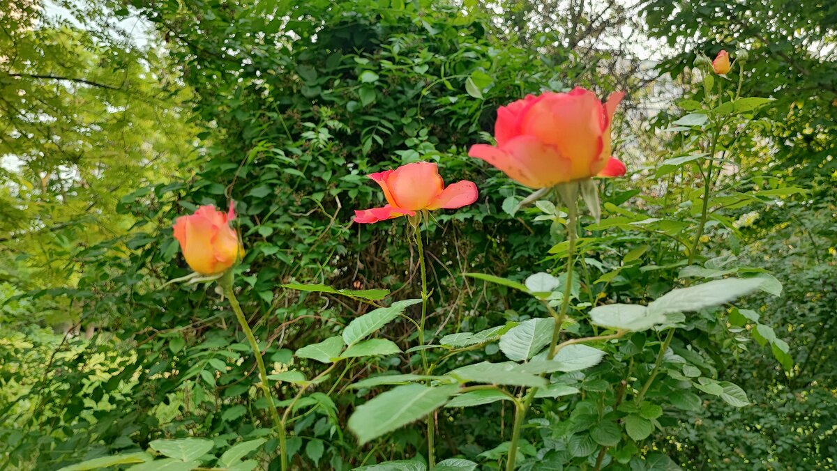 ,,, - Сергей Тимоновский