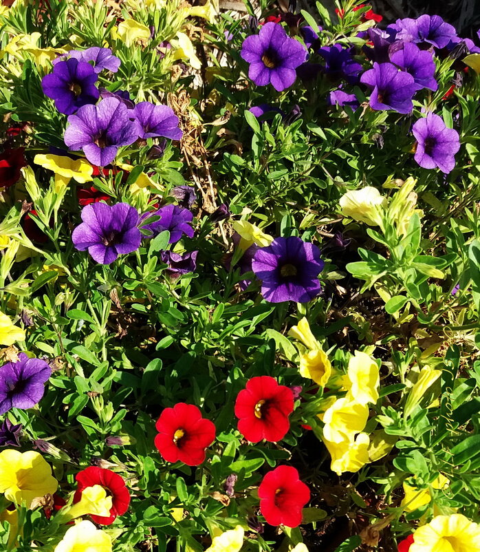 Разноцветная петуния. - Liudmila LLF Разноцветная петуния. - Liudmila LLF