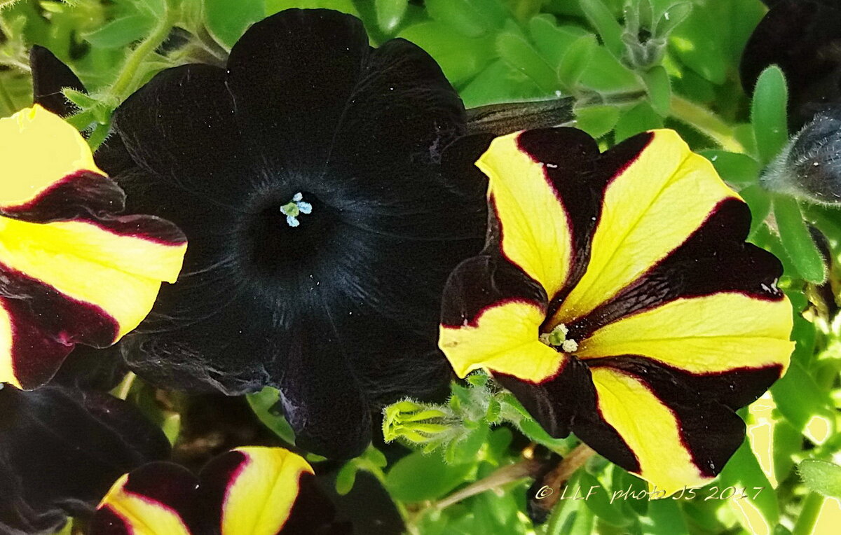 Петуния - Liudmila LLF