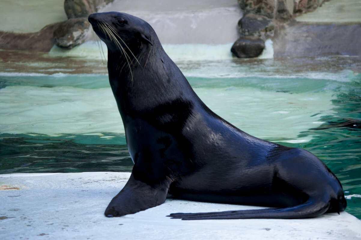 Мой зоопарк - В дозор - Владимир Максимов Мой зоопарк - В дозор - Владимир Максимов