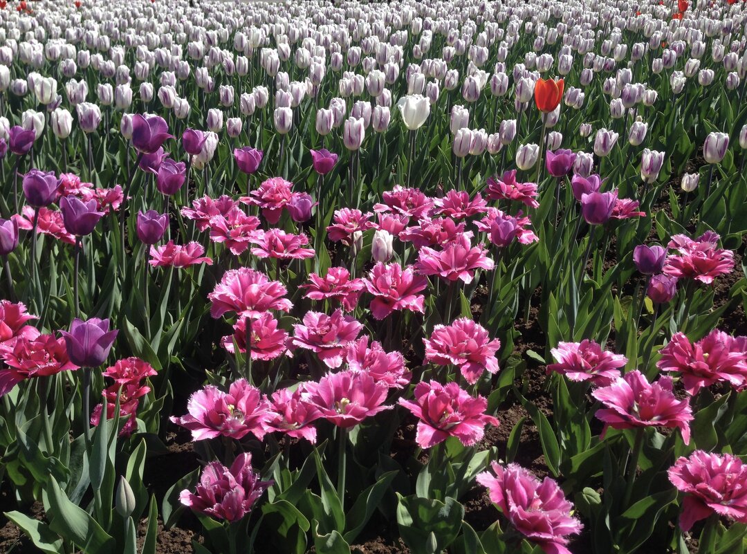 Тюльпановое поле - Анна Камс