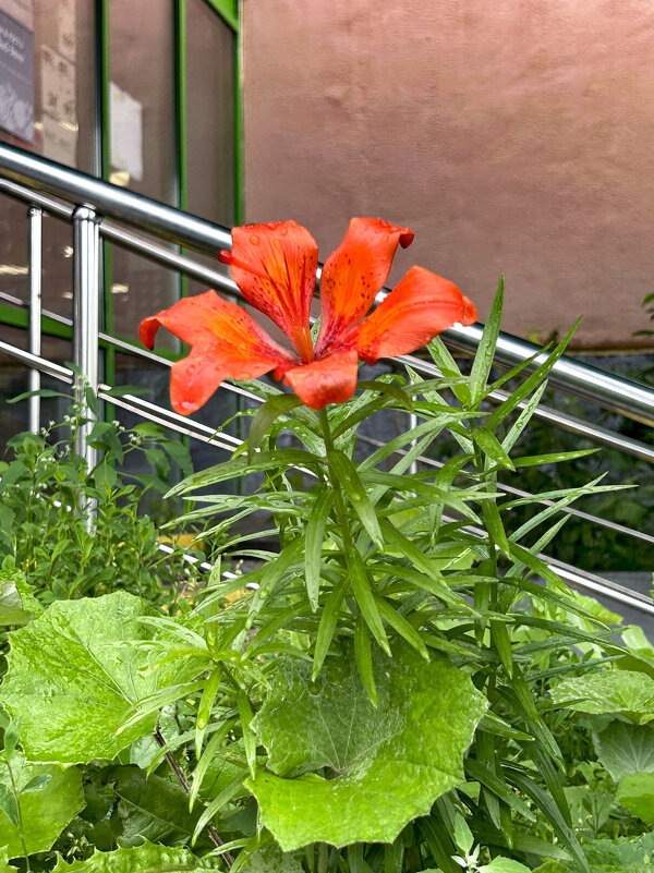 Лилия - Oleg4618 Шутченко